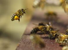 Miel de abejas