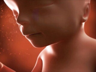 Feto de 17 semanas Feto de 17 semanas