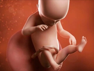 Feto de 19 semanas de embarazo Feto de 19 semanas de embarazo