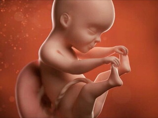 Feto de 25 semanas de embarazo Feto de 25 semanas de embarazo